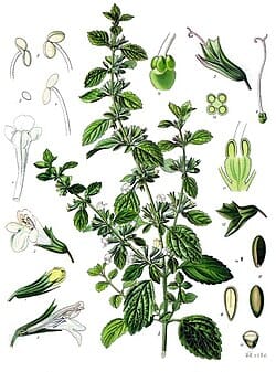 Botanična ilustracija melise (Melissa officinalis) z značilnimi nazobčanimi listi, belimi cvetovi in prikazom posameznih delov rastline.