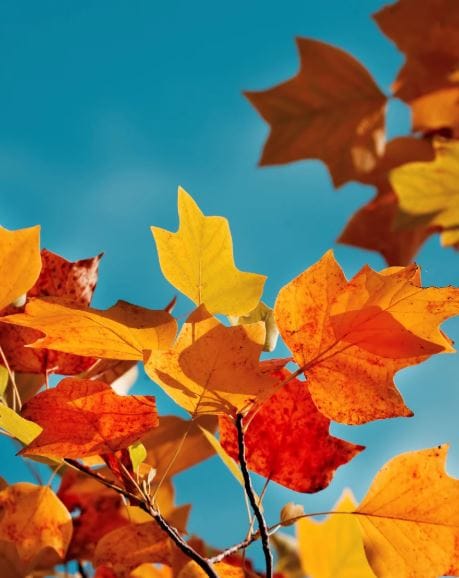 Narava se umika. Kaj pa ti?