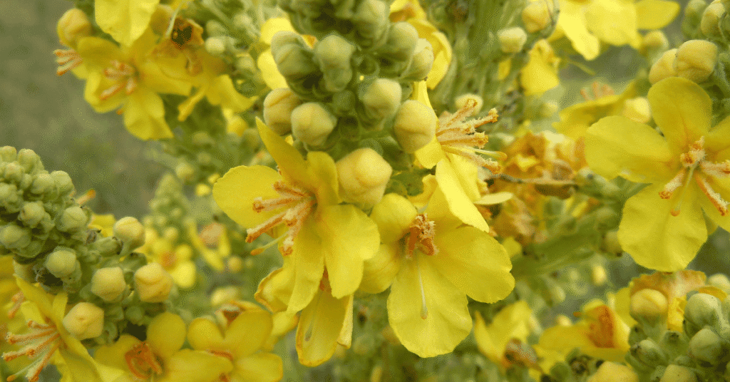Rumeni cvetovi velikega lučnika (Verbascum thapsus) v polnem poletnem cvetenju.
