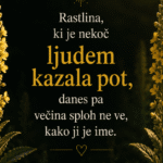 Naslovna fotografija članka o lučniku z napisom »Rastlina, ki je nekoč ljudem kazala pot, danes pa večina sploh ne ve, kako ji je ime.«