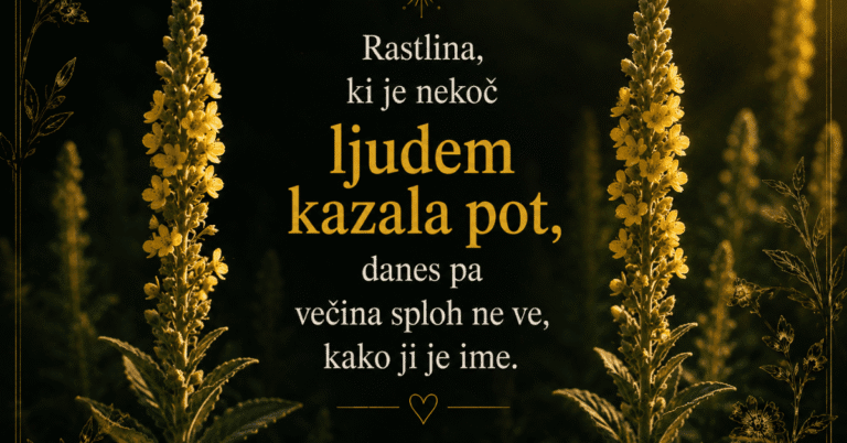 Naslovna fotografija članka o lučniku z napisom »Rastlina, ki je nekoč ljudem kazala pot, danes pa večina sploh ne ve, kako ji je ime.«