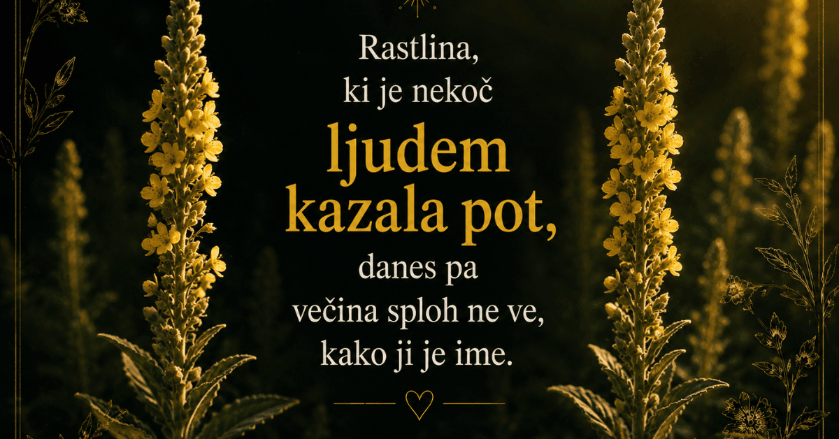 Naslovna fotografija članka o lučniku z napisom »Rastlina, ki je nekoč ljudem kazala pot, danes pa večina sploh ne ve, kako ji je ime.«