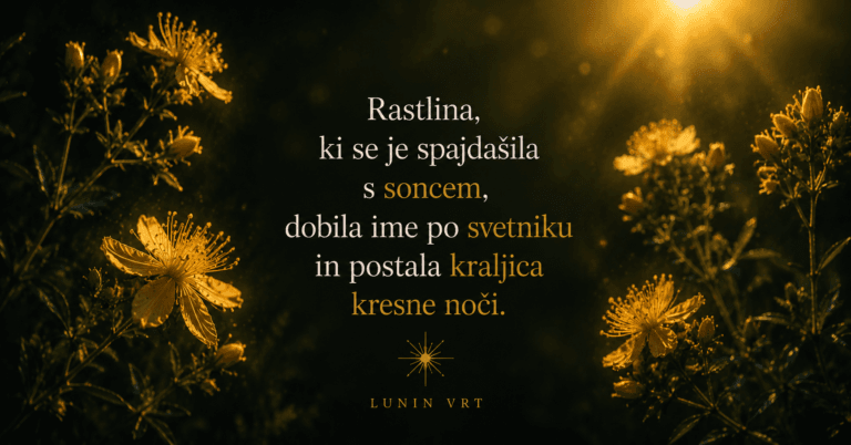 Šentjanževka: kako je rumena rožica postala kraljica kresne noči?
